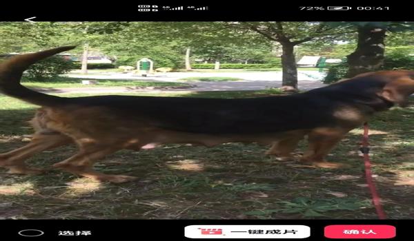 三角洲遇到寻血猎犬怎么举报（遇到寻血猎犬应该向哪个部门举报？）